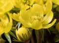 Winter aconite Eranthis hyemalis, yellow flower close-up